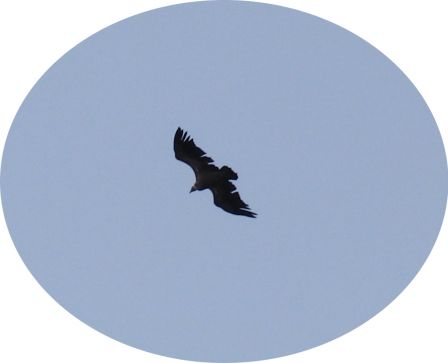 vautour 2