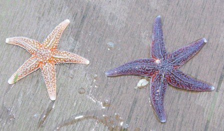 Les toiles De Mer Trouv es En Bretagne Sud Bienvenue Dans Mes Jardins Les toiles De Mer Trouv es En Bretagne Sud Bienvenue Dans Mes Jardins