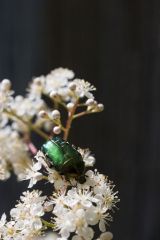401px-Green_beetle_on_flower1.jpg
