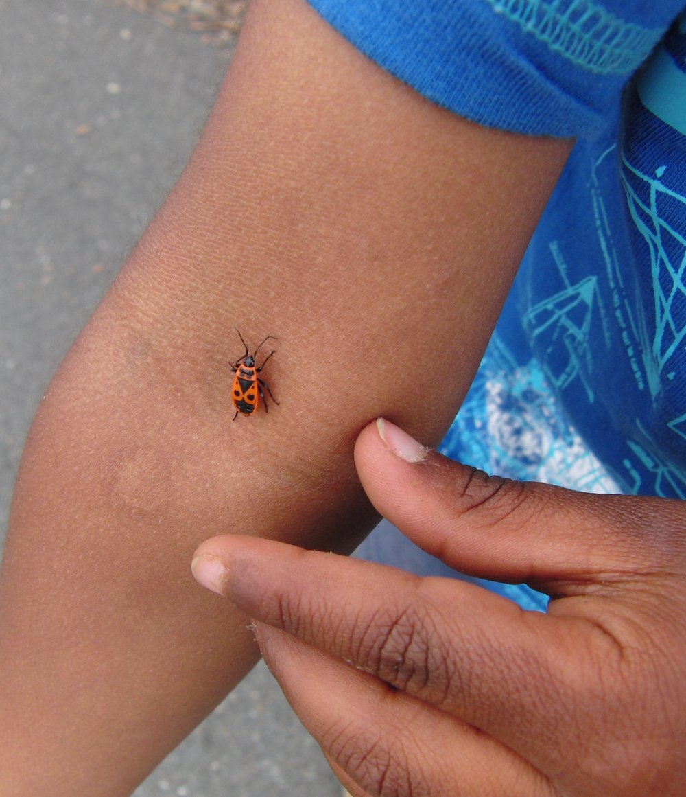 Mot cl insecte Bienvenue dans mes jardins