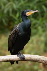cormoran wikipedia
