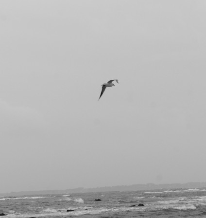 larmor-plage11.JPG