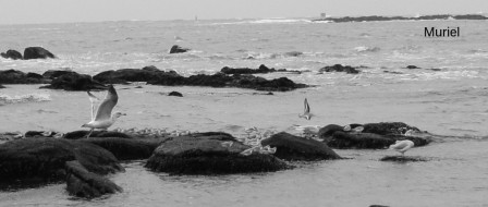larmor-plage17.JPG