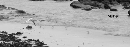 larmor-plage22.JPG