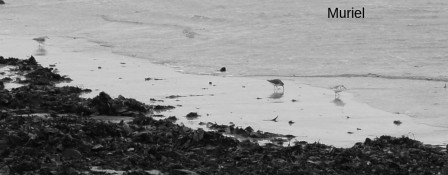 larmor-plage23.JPG