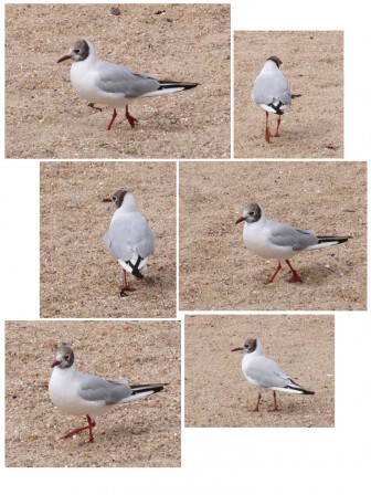 mouette-reduite.jpg