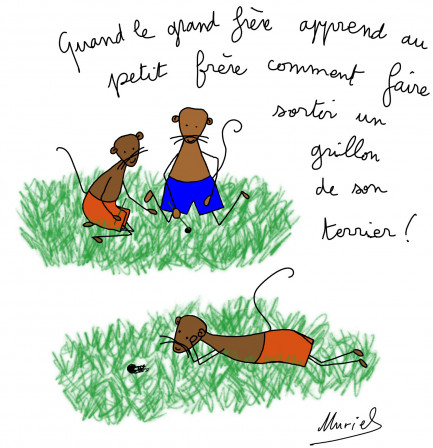 grillon.jpg