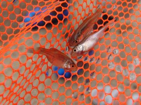 peche-riviere6.JPG