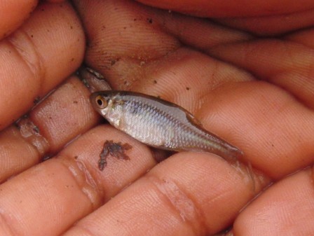 peche-riviere8.JPG