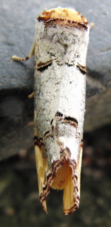 papillon-mimetisme1.jpg