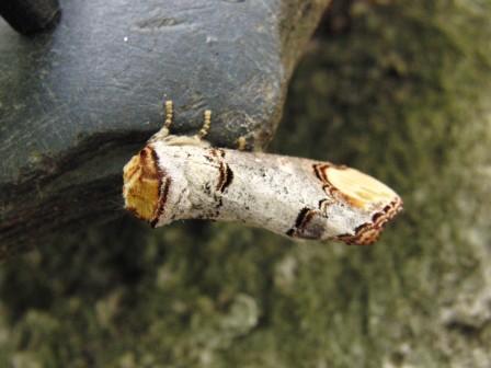 papillon-mimetisme3.jpg