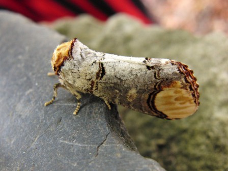 papillon-mimetisme6.jpg