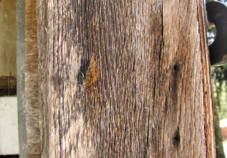 papillon1.JPG