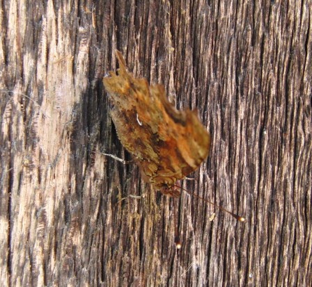 papillon3.JPG