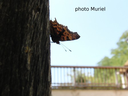 papillon5.JPG